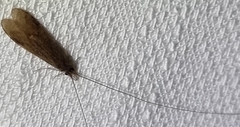 Triplectidinae