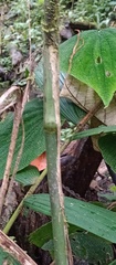 Chamaedorea pinnatifrons