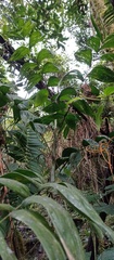 Chamaedorea pinnatifrons