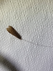 Triplectidinae