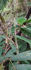 Chamaedorea pinnatifrons