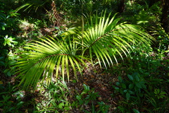 Acanthophoenix rubra