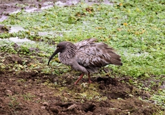 Theristicus caerulescens