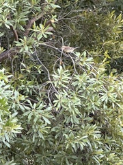 Setophaga coronata coronata