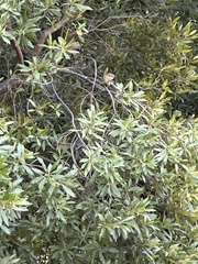 Setophaga coronata coronata