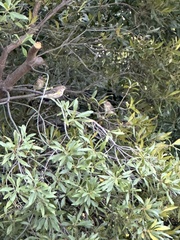 Setophaga coronata coronata