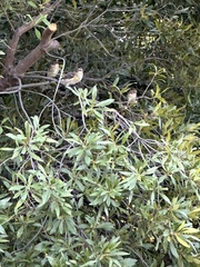 Setophaga coronata coronata