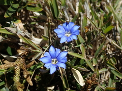 Gentiana arisanensis
