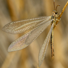 Macronemurus appendiculatus