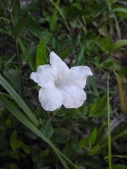 Ruellia noctiflora