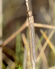 Creoleon lugdunensis