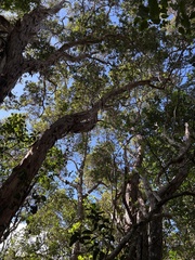 Zanthoxylum kauaense