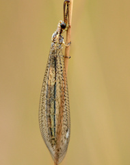 Macronemurus appendiculatus
