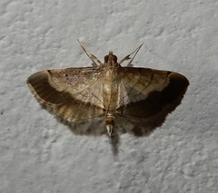 Cnaphalocrocis