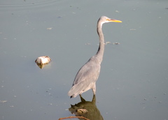 Egretta gularis