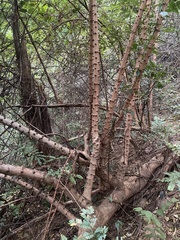 Phyllanthus emblica