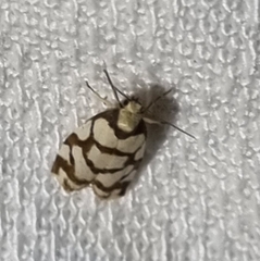 Scaptesyle dichotoma