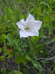 Ruellia noctiflora