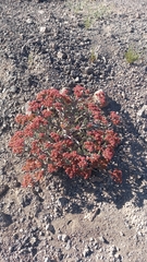 Cistanthe celosioides