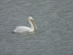 Pelecanus crispus