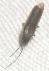 Blaberoidea