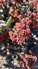 Cistanthe celosioides