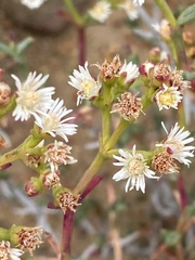 Ruschia multiflora