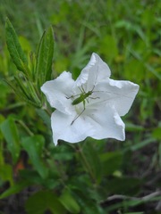 Ruellia noctiflora