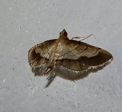 Cnaphalocrocis