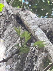 Zanthoxylum kauaense