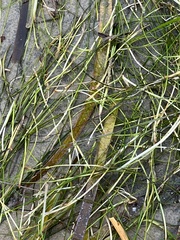 Syringodium filiforme