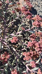 Cistanthe celosioides