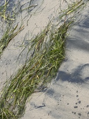 Syringodium filiforme