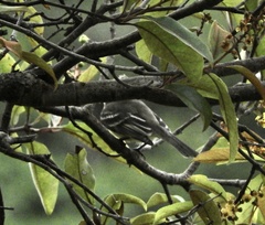 Elaenia flavogaster
