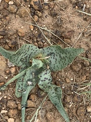 Ledebouria inquinata