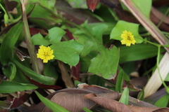 Lapsanastrum apogonoides