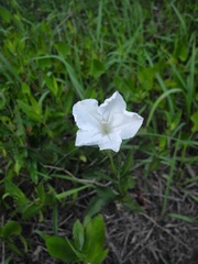 Ruellia noctiflora