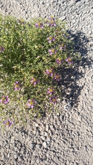 Fagonia chilensis
