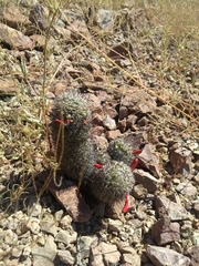 Mammillaria sheldonii