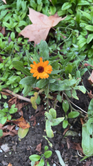 Calendula officinalis