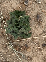 Ledebouria inquinata