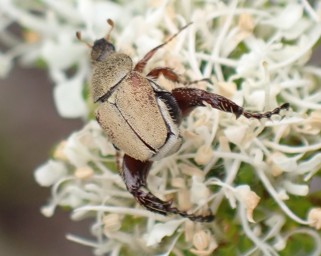 Monkey Beetles from Uitzigt 216, Ptn 111, Brenton, Garden Route ...