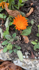 Calendula officinalis