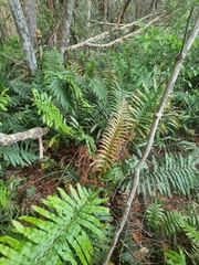 Blechnum camfieldii