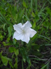 Ruellia noctiflora