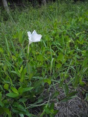 Ruellia noctiflora