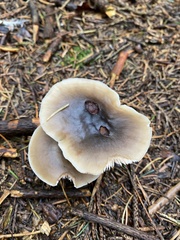 Marasmiineae