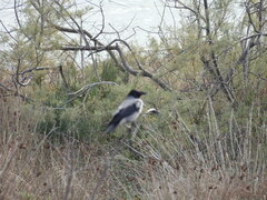 Corvus cornix