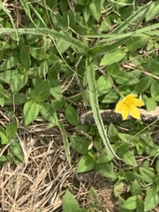 Hypoxis hemerocallidea