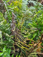 Blechnum camfieldii